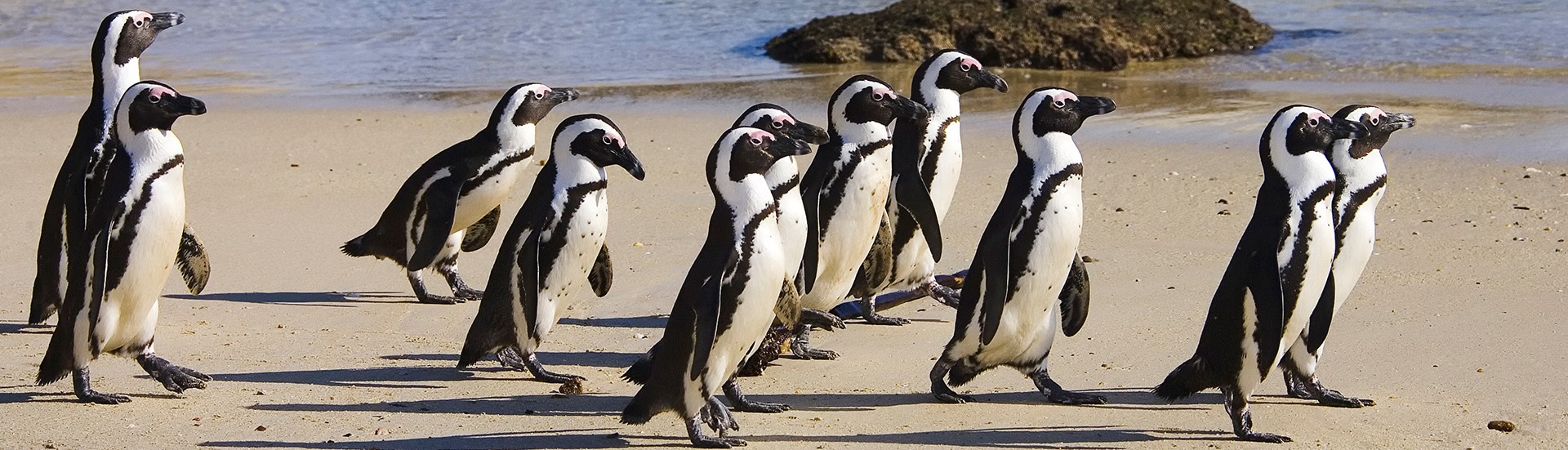 CAPE TOWN: 4 Nights 5 Days