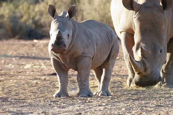 Pilanesberg Big 5 Safari