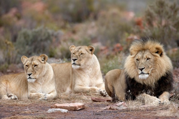 LION & SAFARI PARK