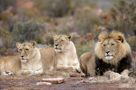 KRUGER NATIONAL PACKAGES