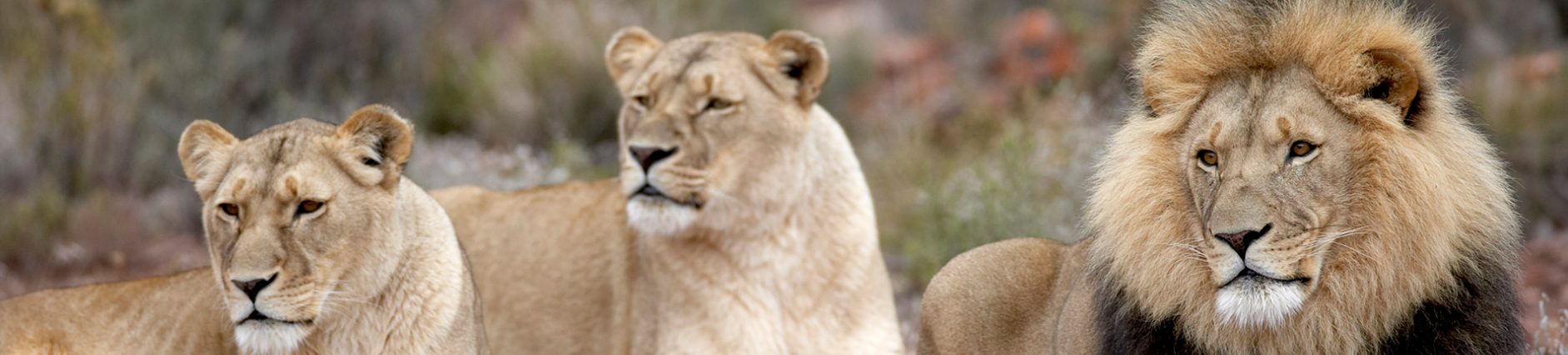 LION & SAFARI PARK
