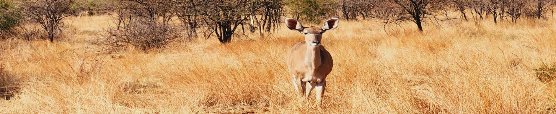 Pilanesberg Big 5 Safari