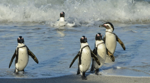 CAPE OF GOOD HOPE, PENGUIN & SEAL ISLAND TOUR