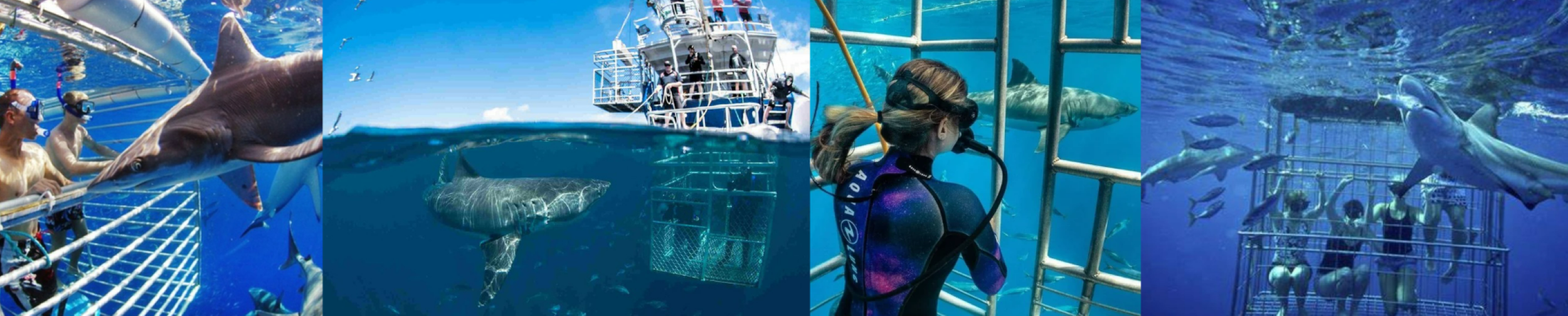 SHARK CAGE DIVING