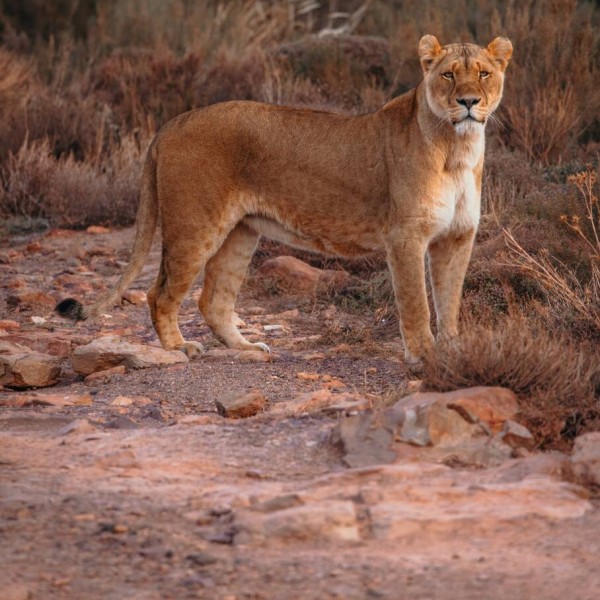 LION AND SAFARI PARK DAY TOUR