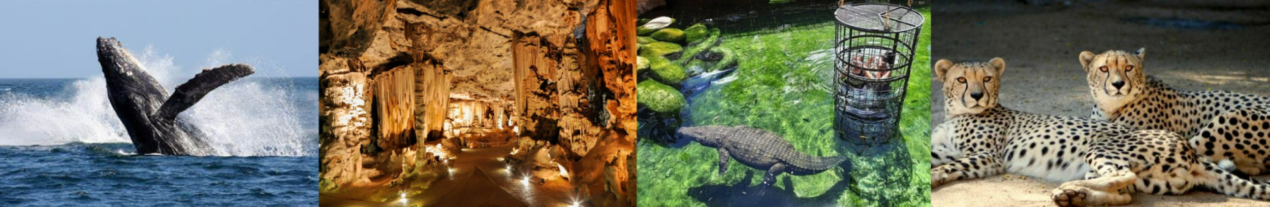 GARDEN ROUTE ADVENTURE: 5 DAYS