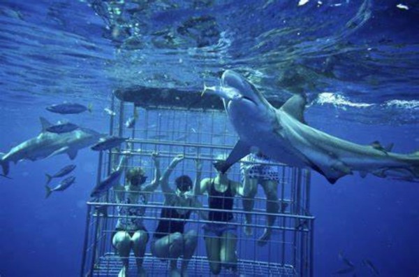 SHARK CAGE DIVING