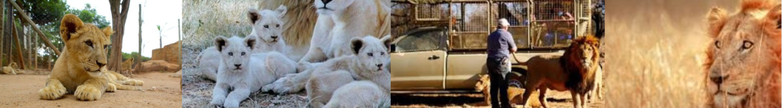LION AND SAFARI PARK DAY TOUR