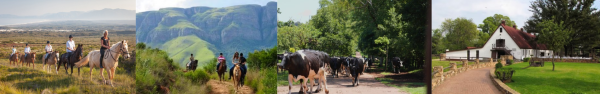 Horse Riding + Dairy Farm Tour